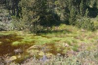 Moorlandschaft mit Wassertümpel Seemoos Oy-Mittelberg